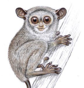 tarsius-siau-atau-siau-island-tarsier-tarsius-tumpara_-_Copy